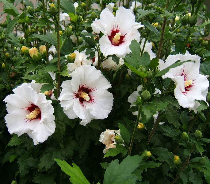 Бяла красота – бяла ружа