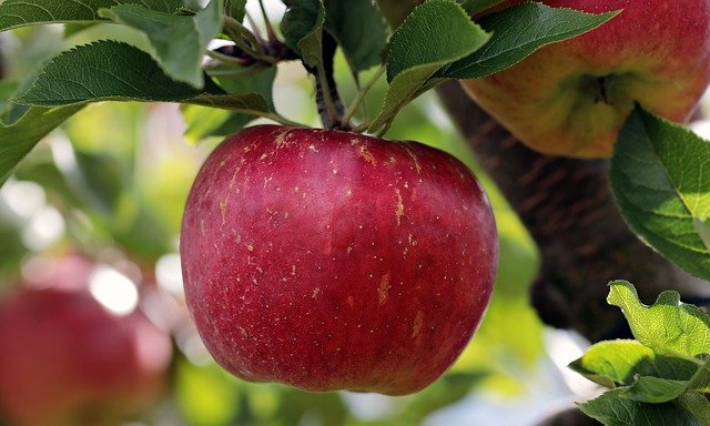 Днес, 1 декември, е Деня на червената ябълка!