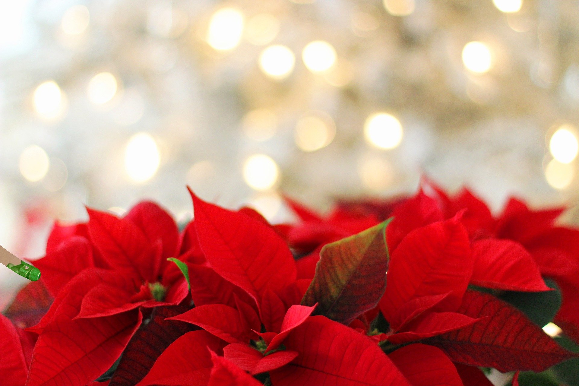 Днес, 12 декември, е денят на цветето Коледна звезда