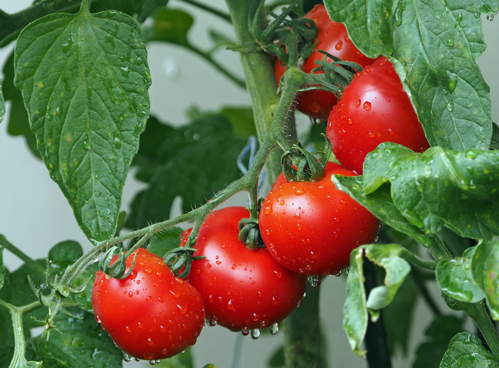 Топ 10 съвета за отглеждане на домати