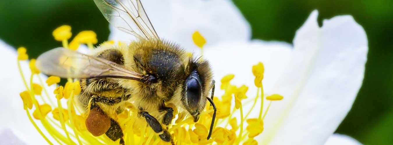 Днес, 20 Май, е Световния ден на Пчелите