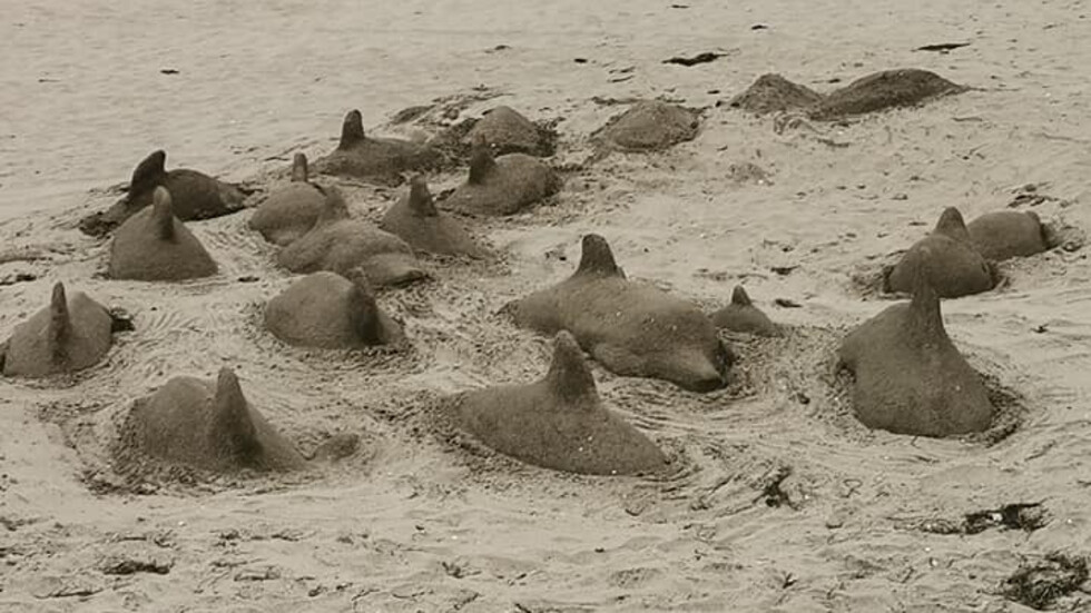 На Бургаския плаж може да се видят пясъчни делфини (СНИМКИ)
