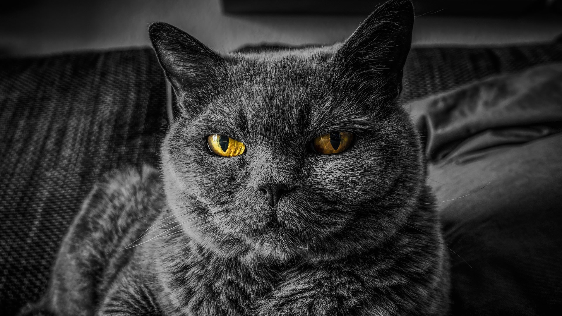 Котката – проводник на Космическата енергия.
