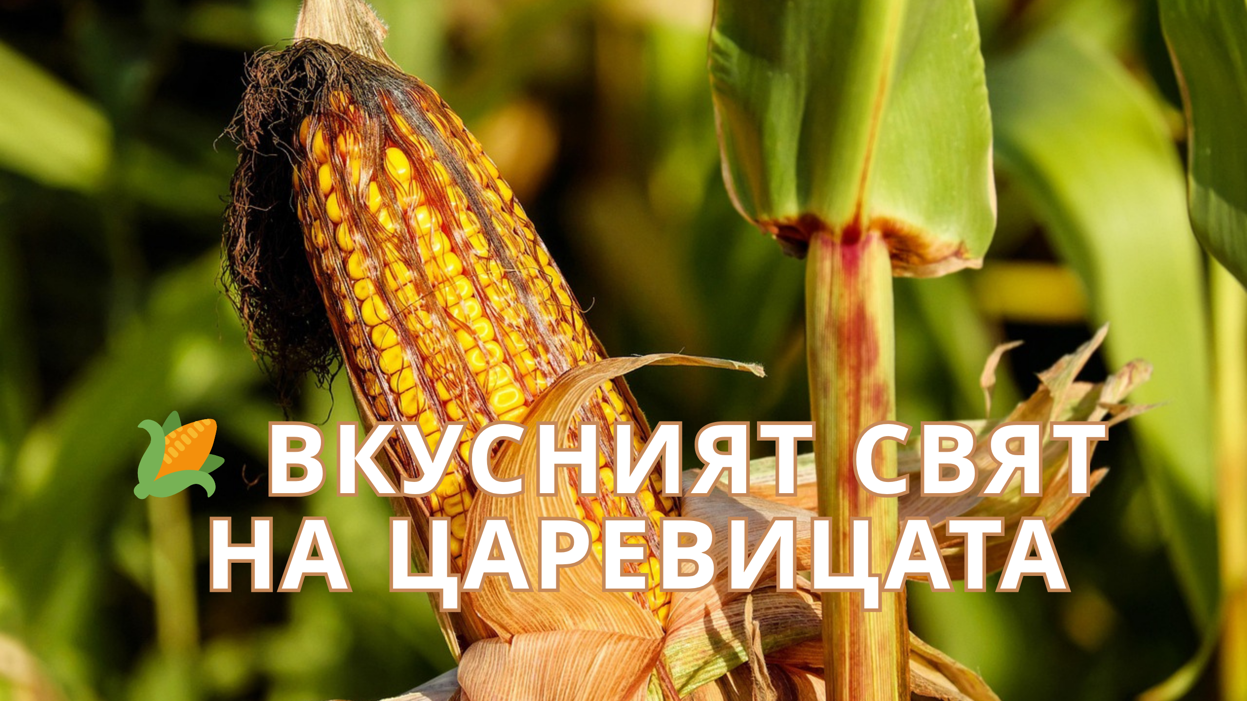 🌽 Вкусният свят на царевицата