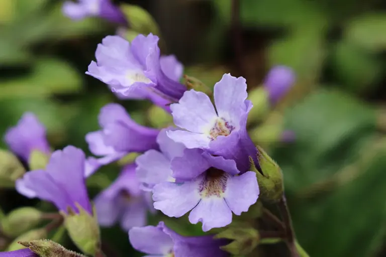 Красиватa възкръсващата сила на Орфеевото цвете